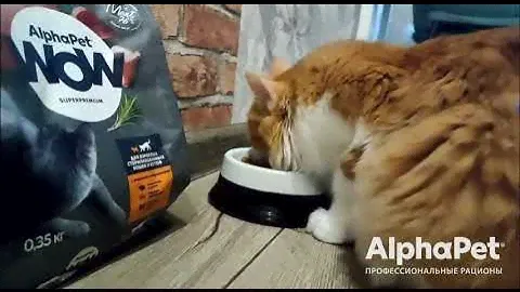 Отзывы AlphaPet | Сухой корм AlphaPet WOW SuperPremium С индейкой и потрошками