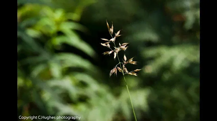 Sony a230 picture test video 1080p HD