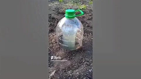 Капельный бутылочный полив  дистиллированной водой    Садоводство