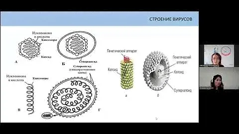 ПРОФКОНСУЛЬТАНТ НКЦ РССП. Вирусы. Систематика, особенности, диагностика. Фаги.