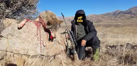 Wolf hunt ALFA